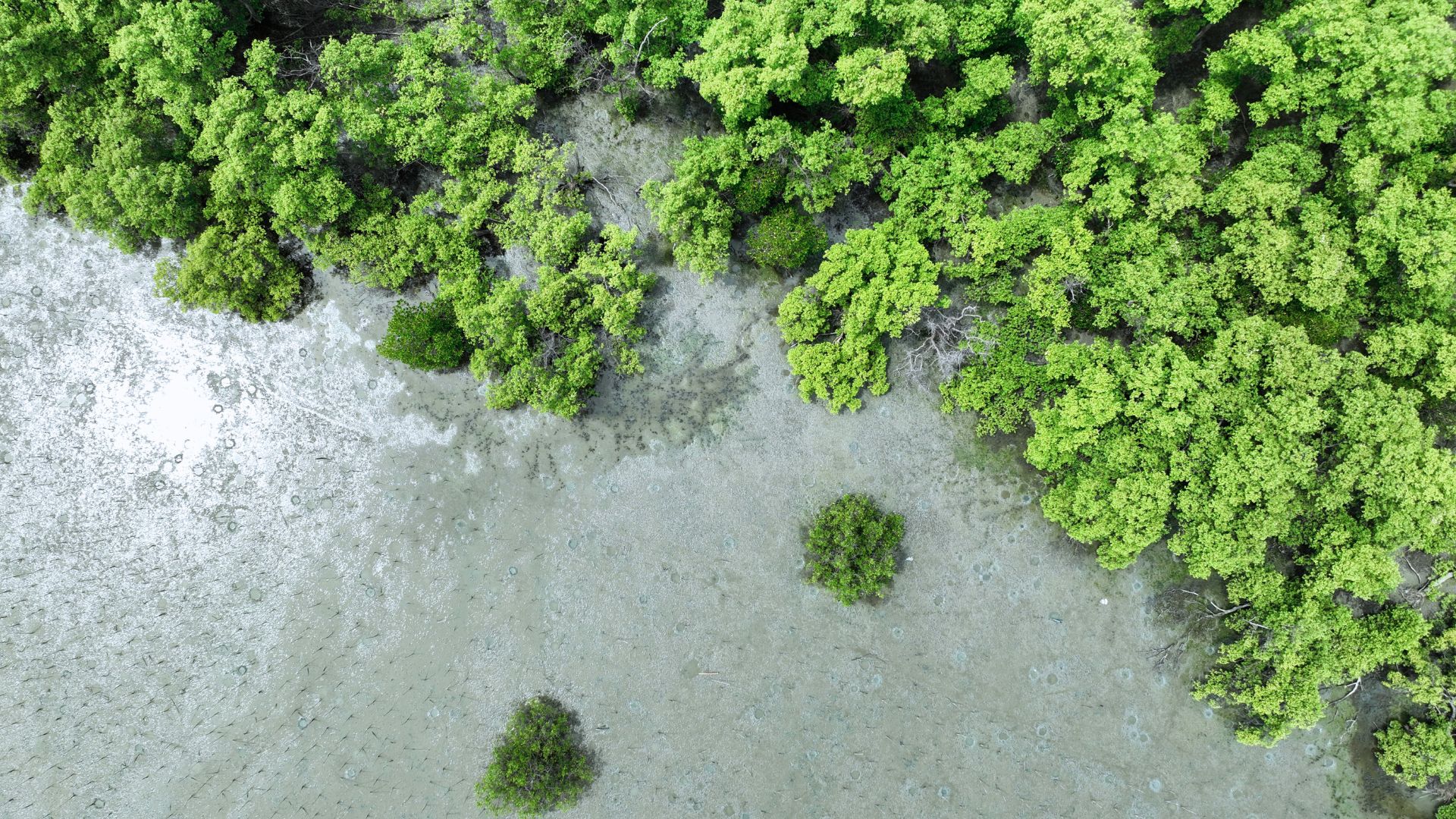 什麼是森林碳權?